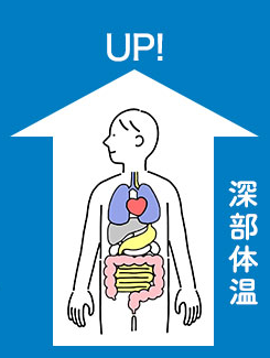 それと同時に体を起こす準備のため コルチゾールというホルモンが増えだし 深部体温（内臓の体温）を上げていきます。